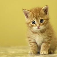 kitty
