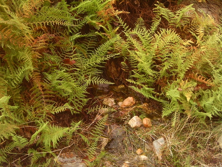 Fresh mountain spring - spring, water, ferns, rocks