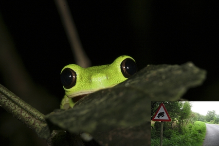 For my lovely Friend Dianne ( Greenfroggy1 ) :) - road, danger, green, frog