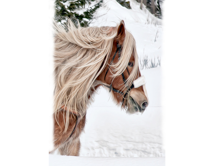 clydesdale - budweiser, snow, clydesdale, horse