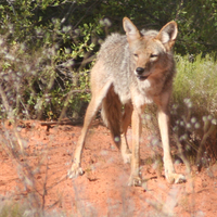 Coyote