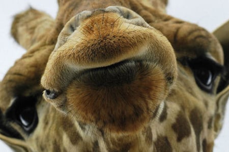 Howdy! - nosy, good morning, nose, hello, giraffe