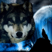 Calm wolf scene