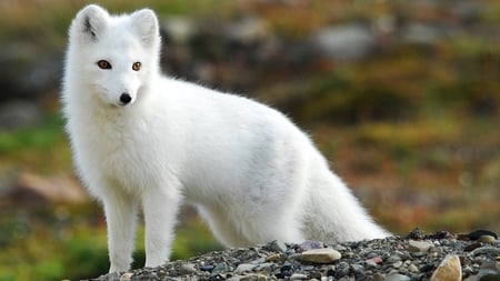 Beauty - white, dressed in its winther-fur, animal, arcic fox