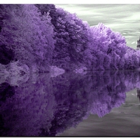 PURPLE TREE LINE