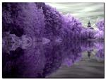 PURPLE TREE LINE