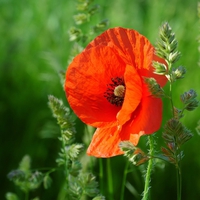 Poppy