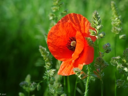 Poppy - flowers, poppies, nature, red