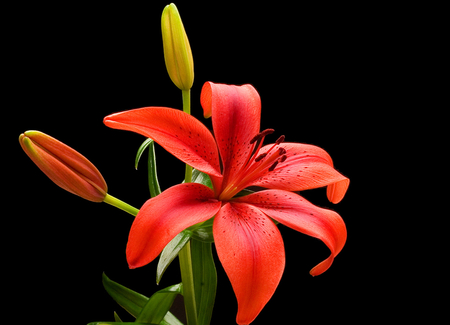 Lily - flowers, lilies, nature, red