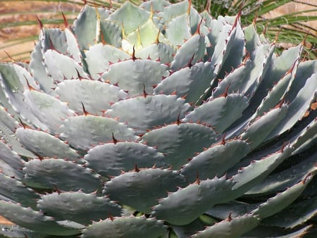 Cactus Plant - round, cactus, nature, sharp, points, plant, layers