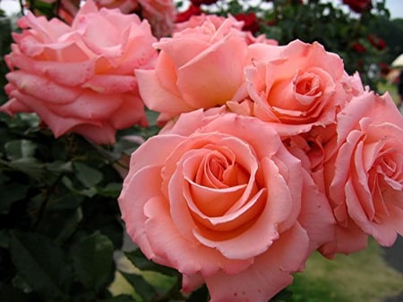 Pink Roses - roses, nature, green, bunch, flower, petals, pink, leaves