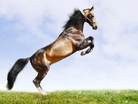 Aspiration - jump, grass, tail, sky