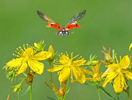 Fly away home - flowers, black, yellow, flight, wings, lady bug, spots, orange