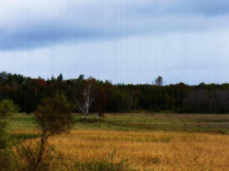 Pasture Days - pasture, peace, beautiful, trees, cloudy, nature, tranquil, grass