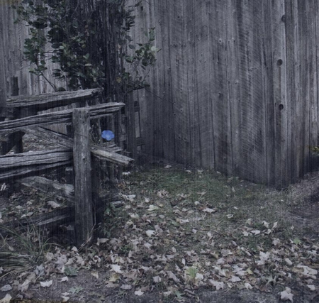 Lonely Flower - fence, bush, morning glory, antique, fall, beautiful, leaves, old fashioned, color, old, colorized, barn