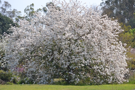 White flowering tree