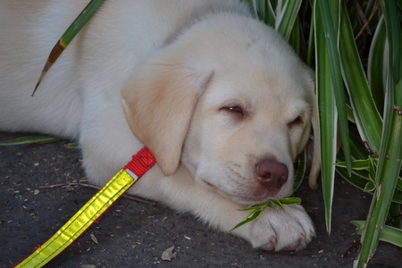 Sweet little Lab  pup called Diesel - labrador, pup, asleep, adorable