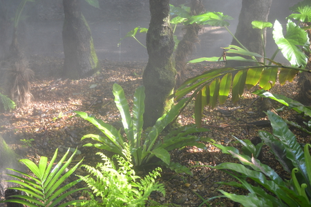 Rain forest walk - fog, rain forest, roma st parklands, ferns