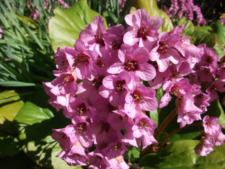 Pink Flowers - blossom, flowers, pink, spring