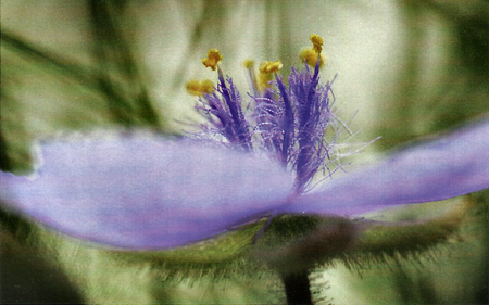 Long-brackted Spider Wort - flower, longbrackted spider wort, beauty, photo, photography, floral, love, romance