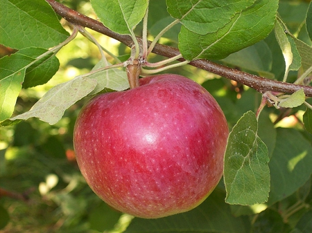 september afternoon at the apple farm(2) - maine, autumn, leaves, skowhegan, tree, apple