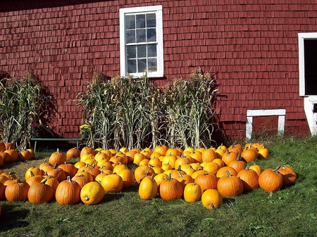 september afternoon at the apple farm(3) - fall, skowhegan, pumpkins, maine