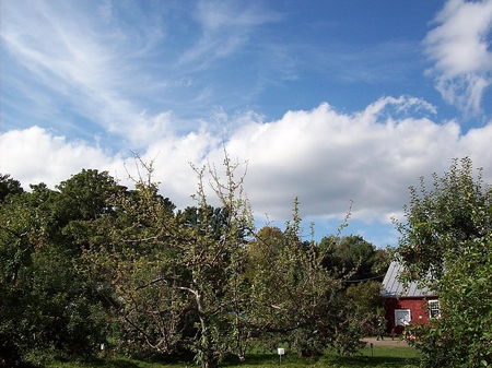 september afternoon at the apple farm(4) - maine, sky, trees, clouds, skowhegan