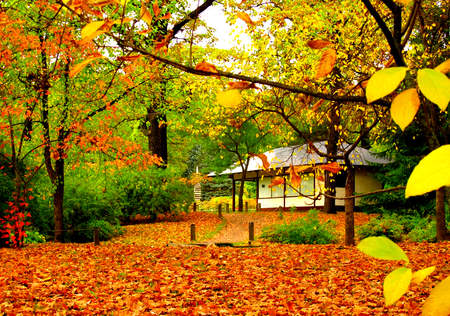 Autumn - pretty, autumn colors, splendor, forest, leaves, path, view, houses, way, woods, autumn path, house, carpet, trees, beautiful, beauty, lovely, architecture, tree, carpet of leaves, nature, green, autumn, autumn leaves, peaceful