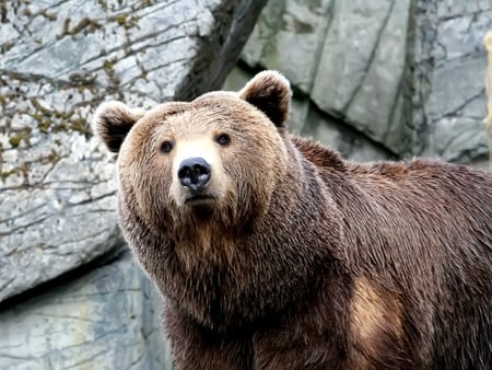 Bear - nice, photography, bear, animals, nature, cool, strong, animal, awesome, photo