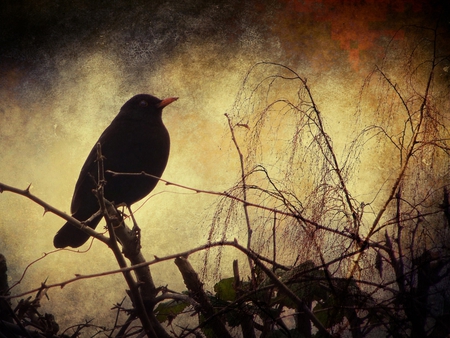 Black-Birds - nature, forest, jungle, beautiful, animals, black, bird