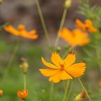 Yellow Flower