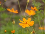 Yellow Flower