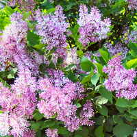 Purple Lilacs