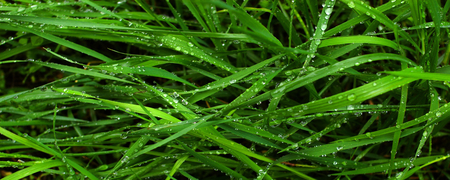 green grass - water, photography, grass, photo, cool, widescreen, nature, awesome, green, nice