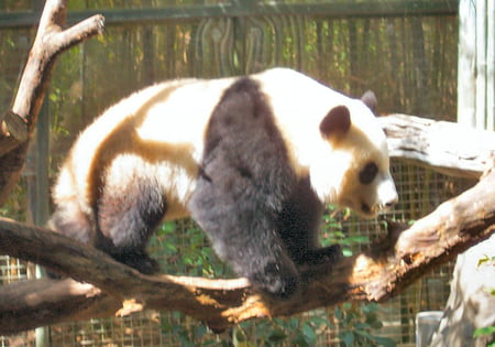 Panda - bear, panda, zoo, panda bear