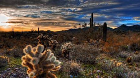 Desert Sunset - nature, cacti, landscape, sunset, desert