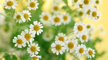 Chamomile Flowers - white, tiny, flowers, tender, chamomile, lovely