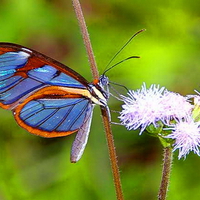 Glasswing