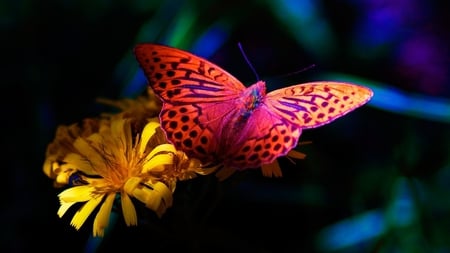 bright butterfly - yellow, blue, photography, beauty, flower, pink, colorful, nature, butterfly