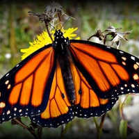 Monarch Butterfly