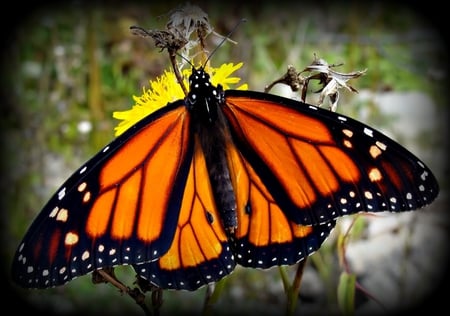 Monarch Butterfly - monarch butterfly, butterfly, monarch, beautiful butterfly