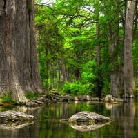 Forest-HDR