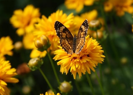 Fly beyond imagining... - insects, heart, yellow, wing, pure, light, dream, flowers, hope, fly, garden, miracles, field, sparkle, soul, nature, bright, butterfly, little, imagine, animals