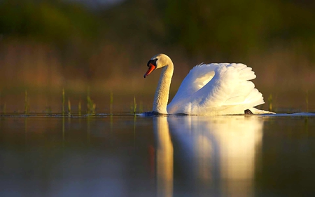 Beautiful Swan - swan, lake, swim, bird