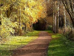 Path in the forest