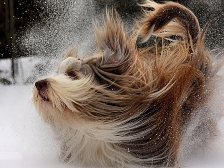 Longhair dog - pet, wind, animal, longhair, snow, dog, puppy