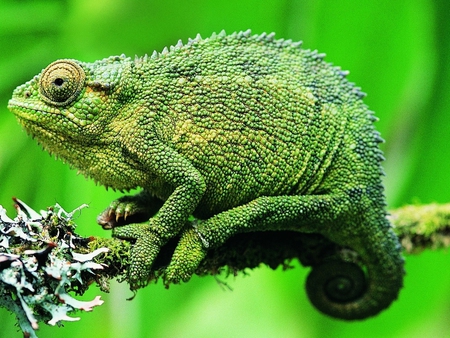 Chameleon - nature, reptil, gree, chameleon