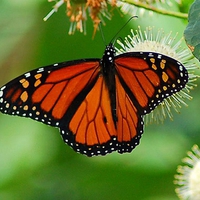 Monarch butterfly