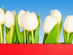 White tulips