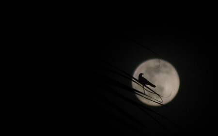 To The Moon - moon, night, scencery, bird, view, dark, forest, beautiful, animal, tree, garden